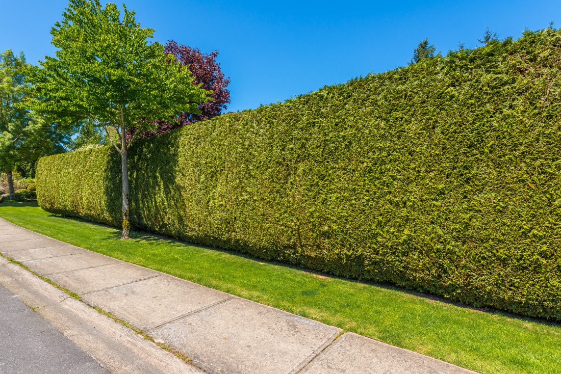 Quel type de haie pour mon jardin ?