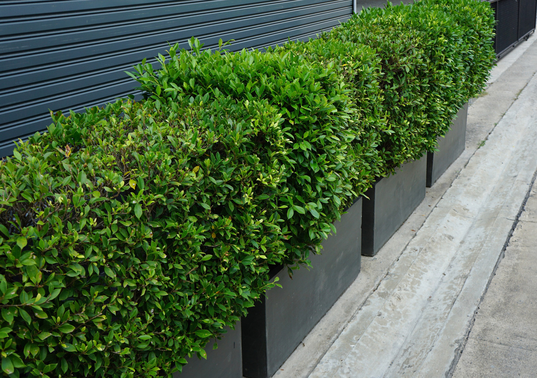 Mettre des all&eacute;es de plantes pour &eacute;viter les rayures provoqu&eacute;es par les al&eacute;as de la circulation