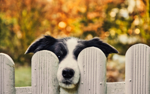 Choisir une clôture et un portail pour la protection des animaux