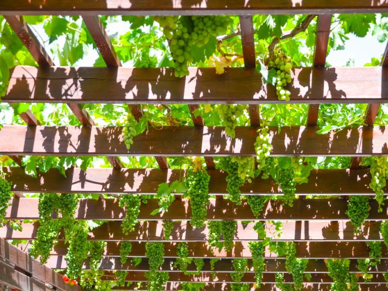 Clôture, carport et pergola : délimiter des espaces dans son jardin