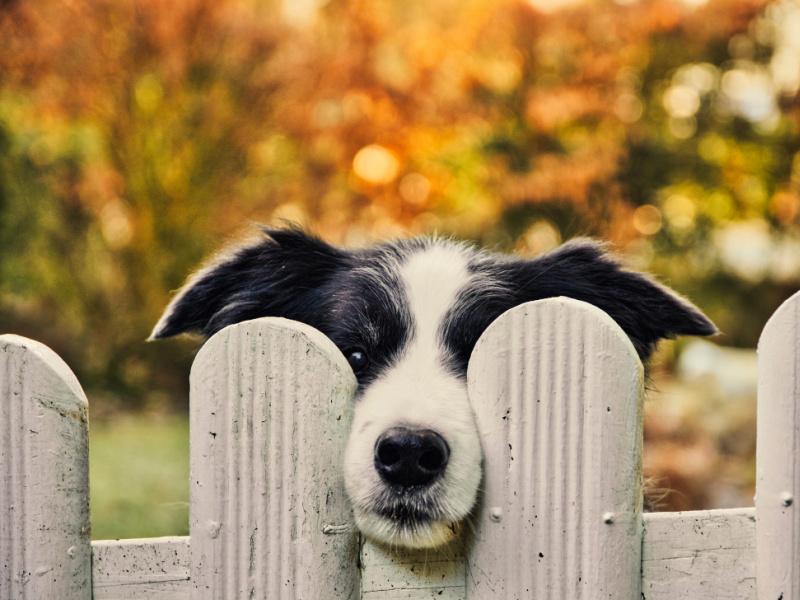 Choisir une clôture et un portail pour la protection des animaux
